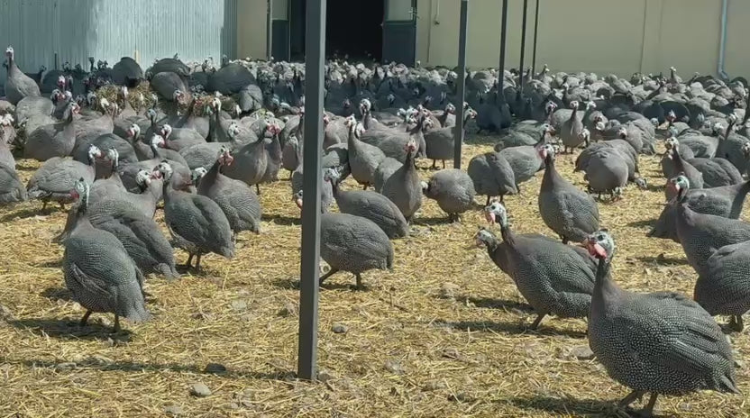 Încarcă clipul video: bibilici la ferma